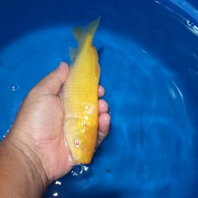 Karasi mata merah 26 cmminus sisik ada yg lepas