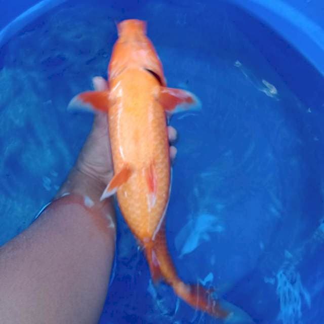 Benigoi 45 cm