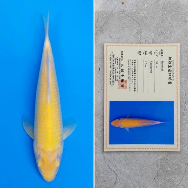 Marusei karashi mata merah 30cm sertifikat