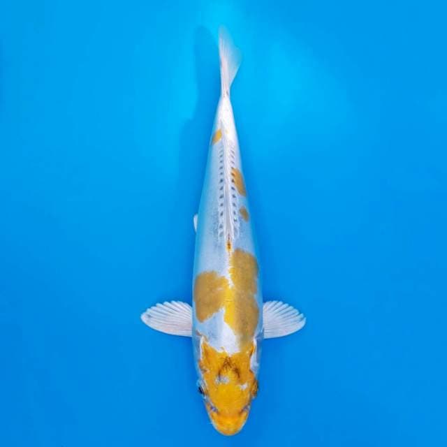 Kin kikokuryu 26cm