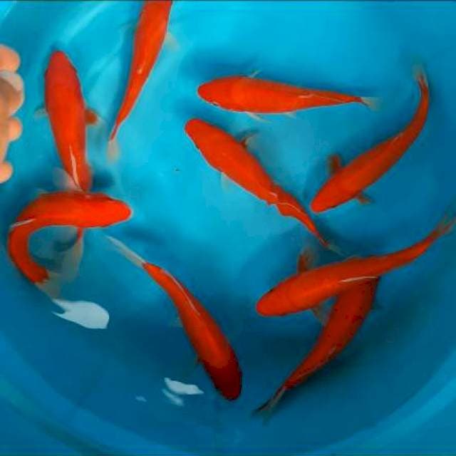 Benigoi doitsu merah strong