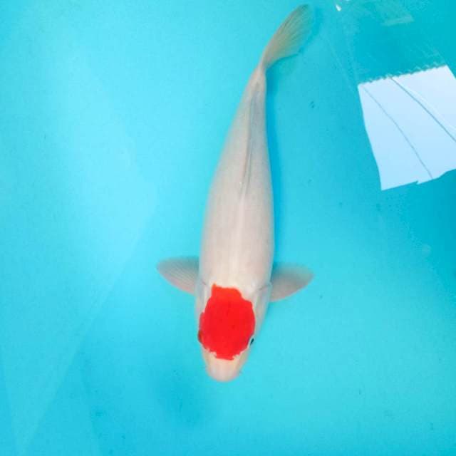 Tancho Kohaku, 40 cm