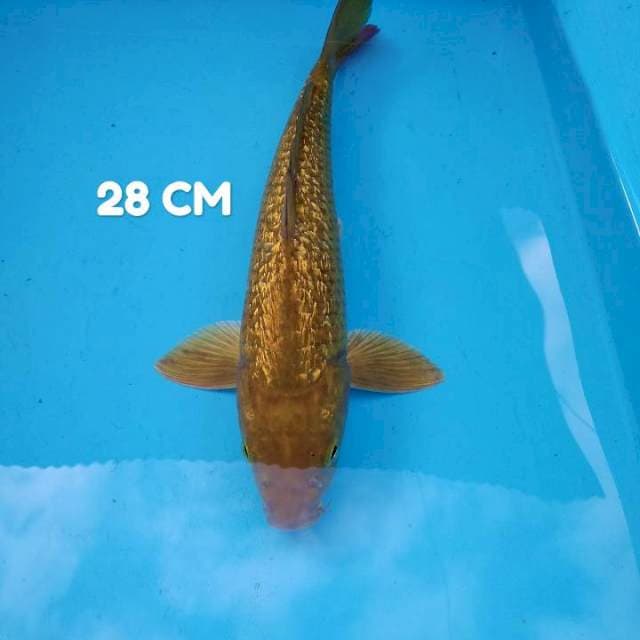 #3. Chagoi Ginrin 28 CM