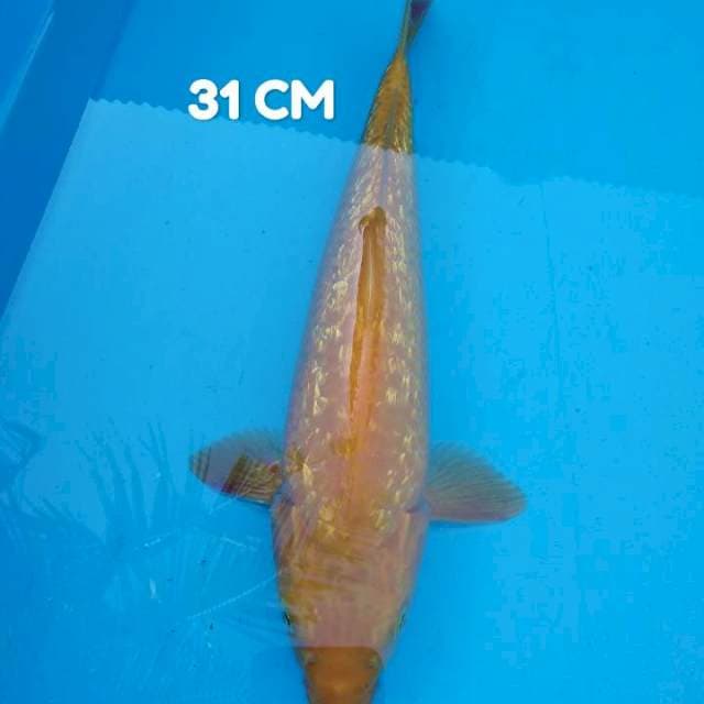 #4. Ginrin 31 CM