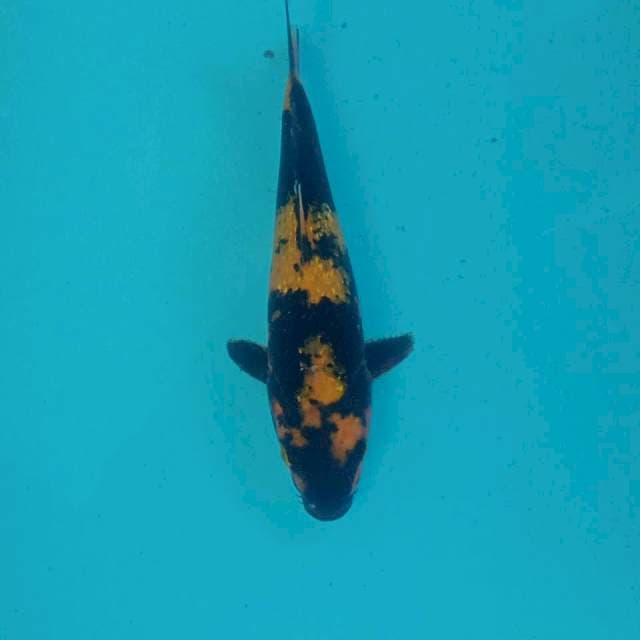 Ki Utsuri Ginrin, 23 cm
