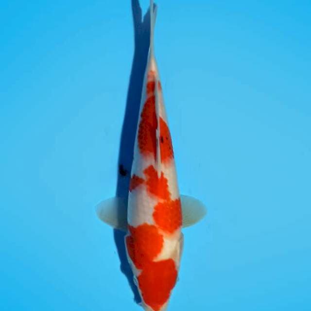 Sanke 27cm