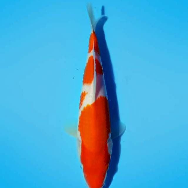 Kohaku 26cm