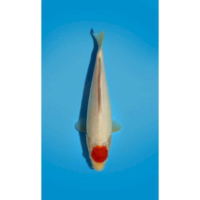 HQ TANCHO 29 cm