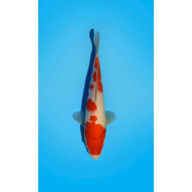 HQ KOHAKU SAKURA 30 cm