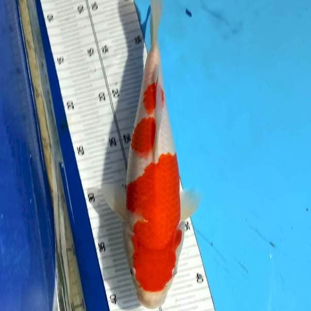 HQ SANDAN KOHAKU 30 cm