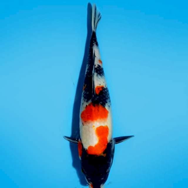 HQ SHOWA GINUK GINUK 32 cm