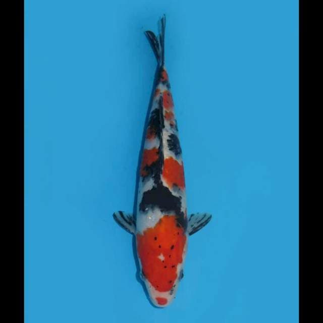 Showa Sanshoku - 25cm Male