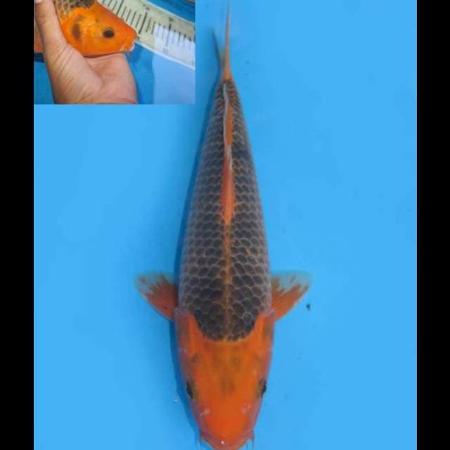 Aka Matsuba F1 - 32cm Female