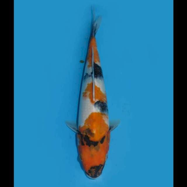 Showa Tategoi Tosai - 30cm Male