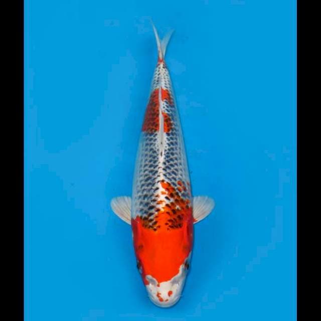 Beni Kujaku F1 - 35cm Female