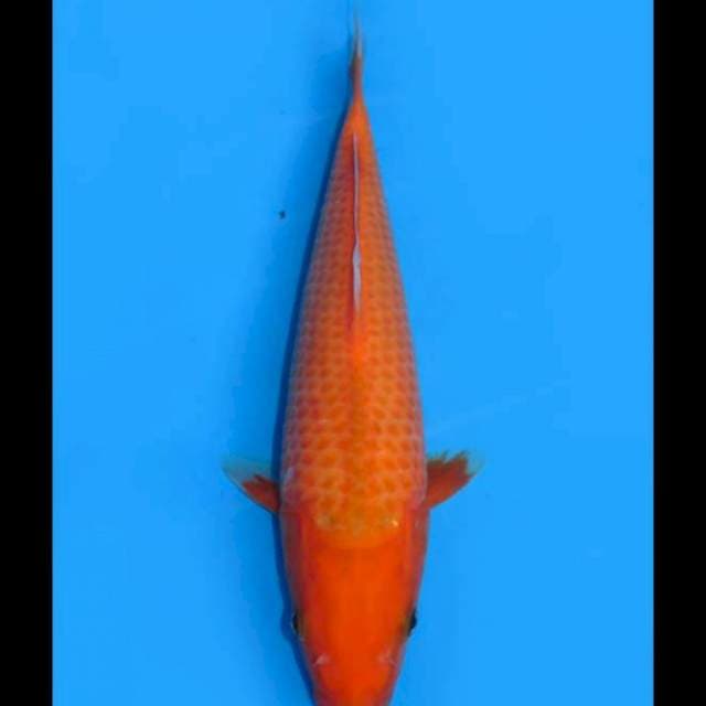 Aka Matsuba F1 - 32cm Female