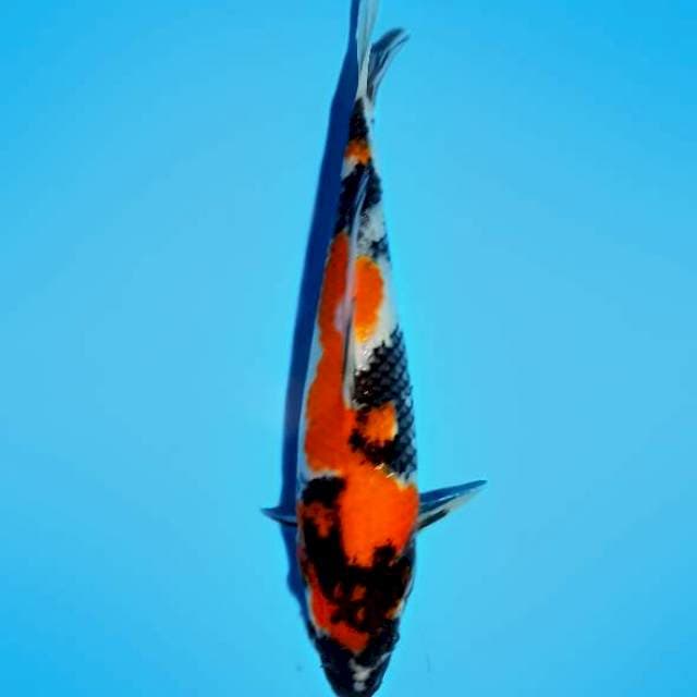 SHOWA_SANSOKU_27CM