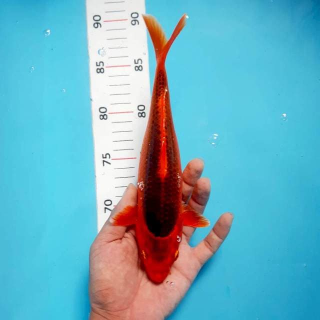 Aka matsuba*26cm