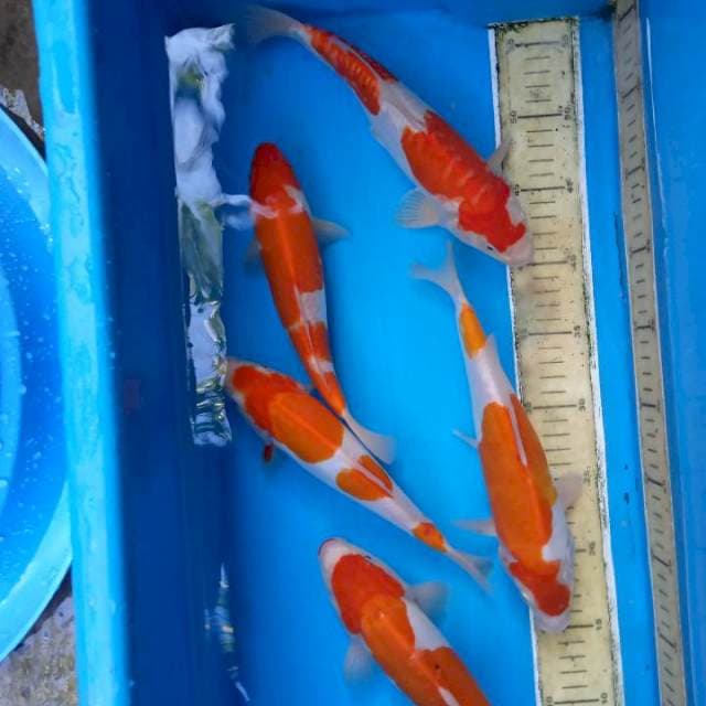 Kohaku Dhoitsu