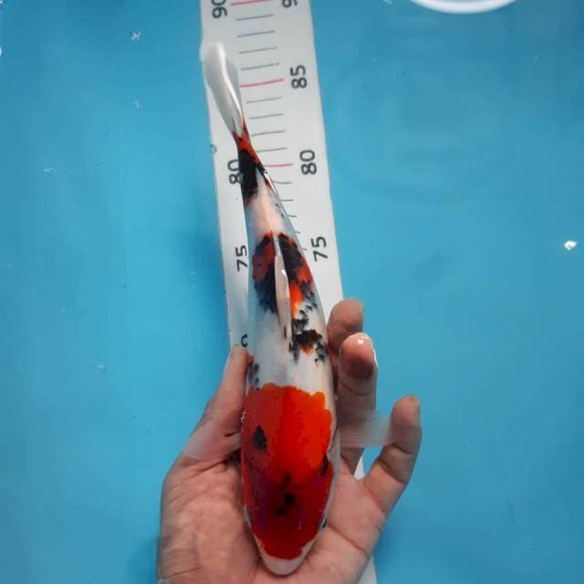 3 stepp*25cm