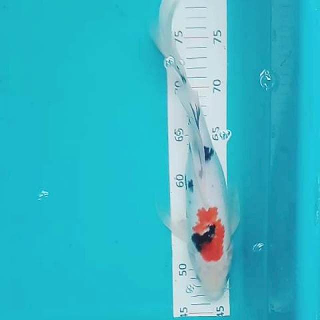 Kumpay sanke 33 cm