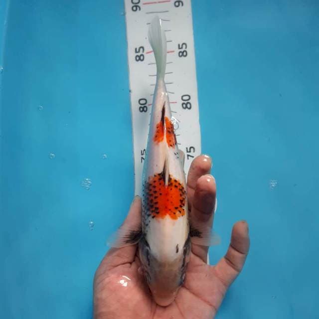 Beni matsukawabake*23cm