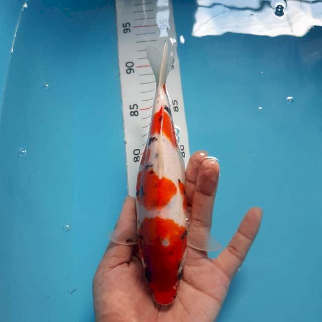 23cm