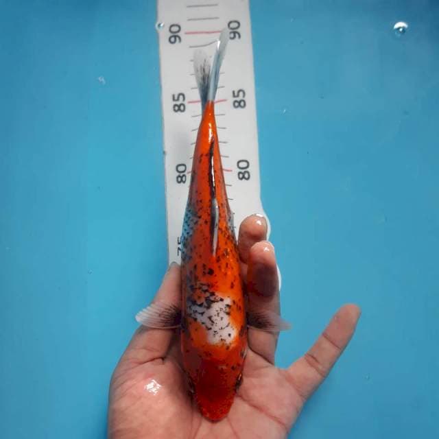 Beni matsukawabake*21cm
