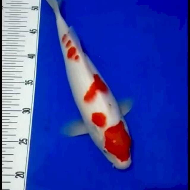 Kohaku maruten 36 cm sex famale