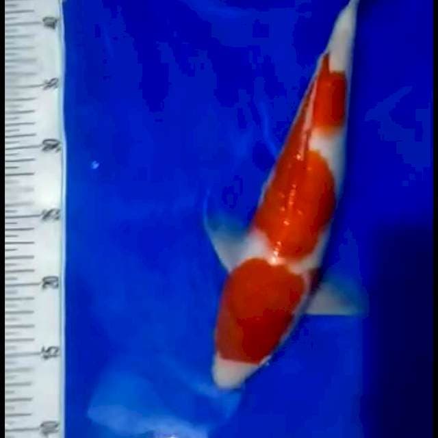 Kohaku maruten 35 cm sex male