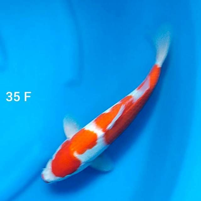 KOHAKU - 35 F