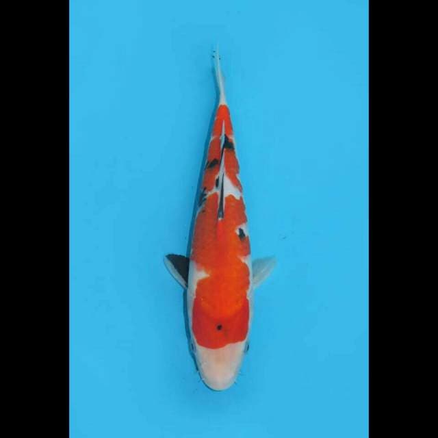 RED SWORD - SHOWA TATEGOI HQ 28CM FEMALE