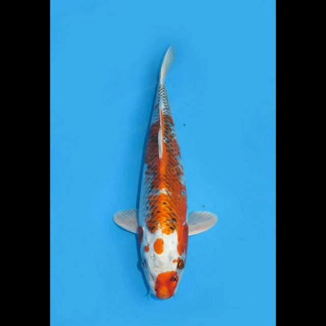 AUTUMN RIVER - KUJAKU 34CM FEMALE
