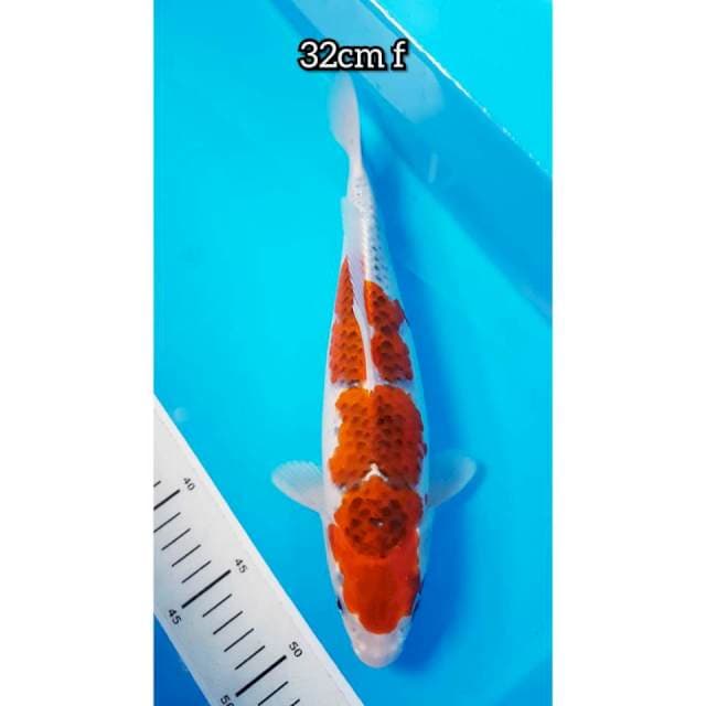 GOSHIKI 32cm