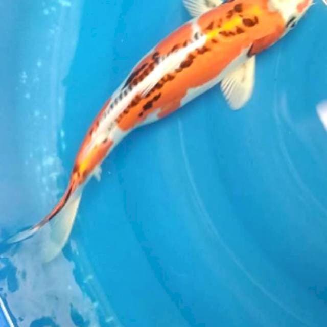 Kiko_36cm