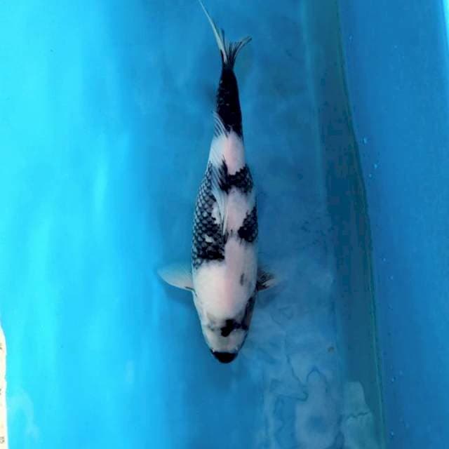37cm Shiro Female