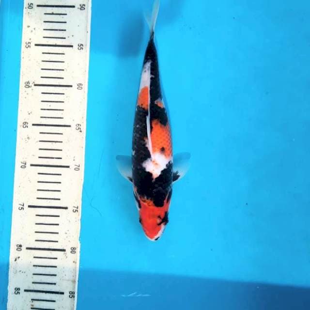 28cm Showa