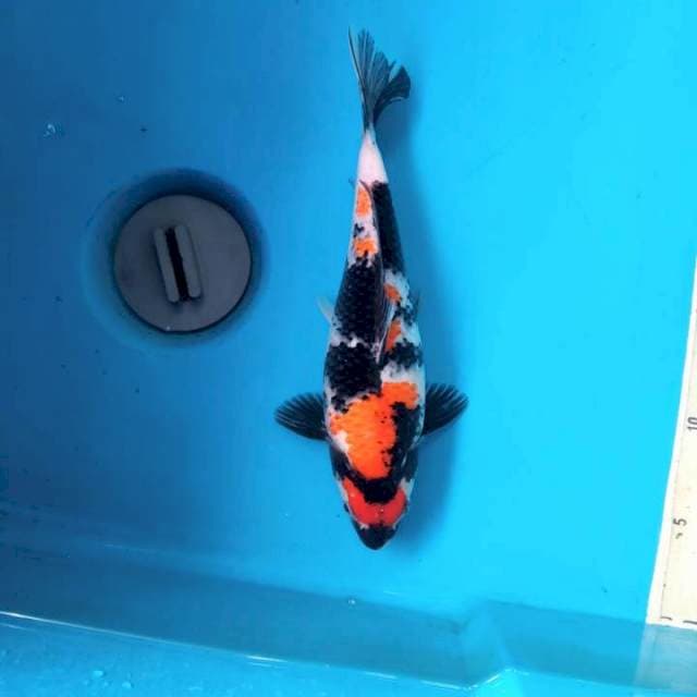 24cm Maruten Showa female