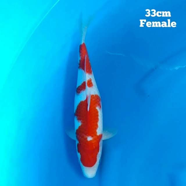 Kohaku white milk