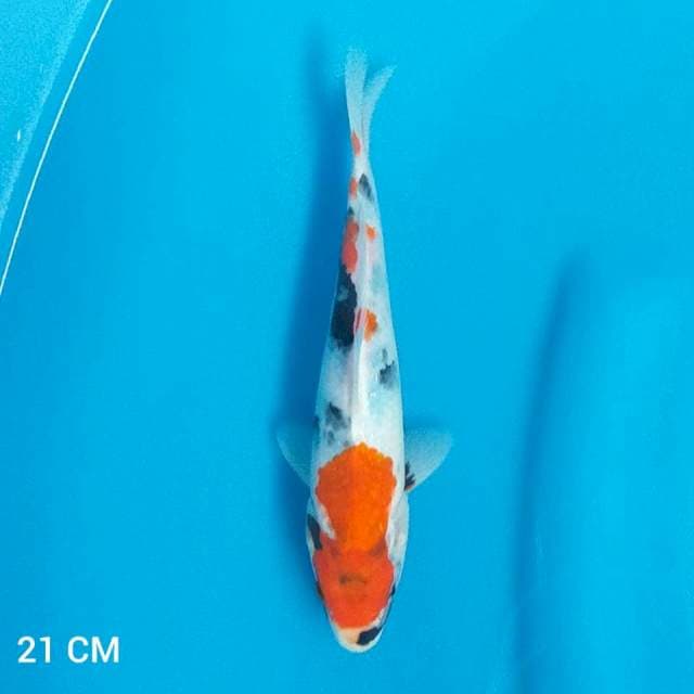 SHOWA 21