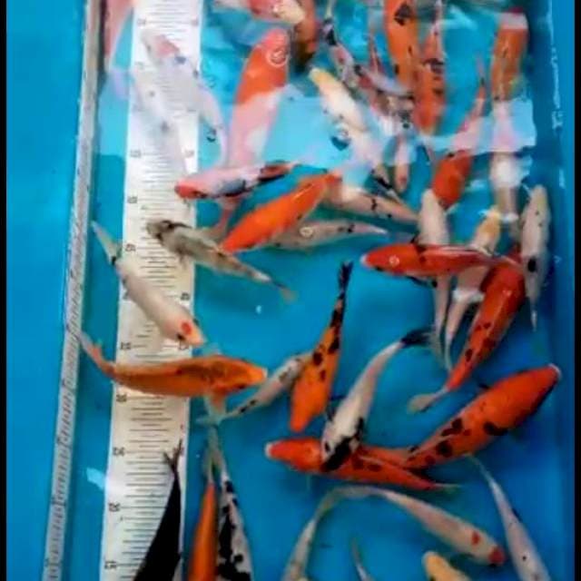 Mix 20-25cm 67ekor