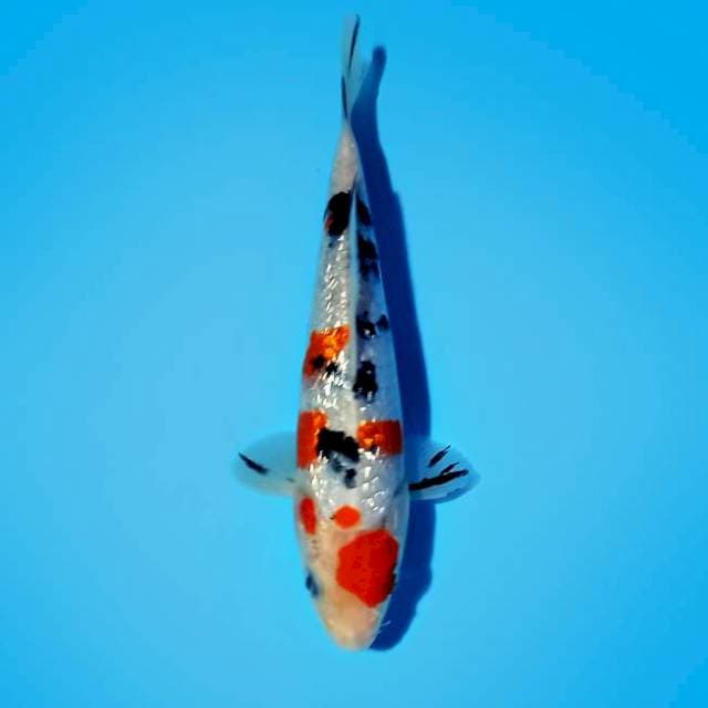 ND SPECTA 21CM