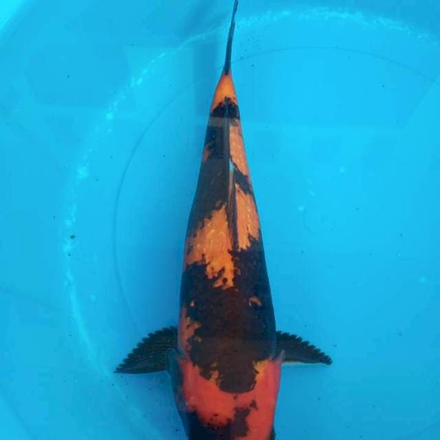 utsuri ginrin 38cm