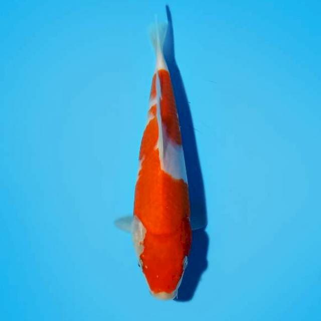 ND CAREP 22CM