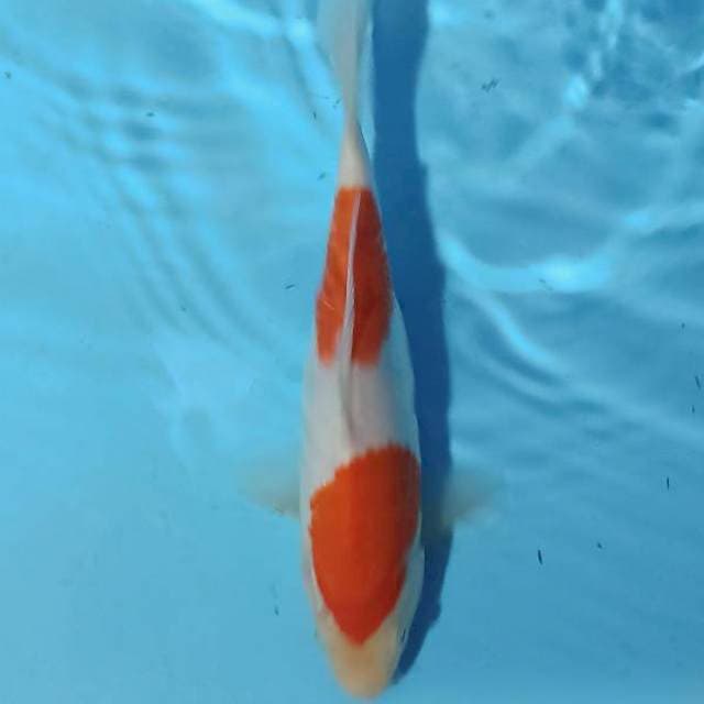 KOHAKU_NIDAN_20CM