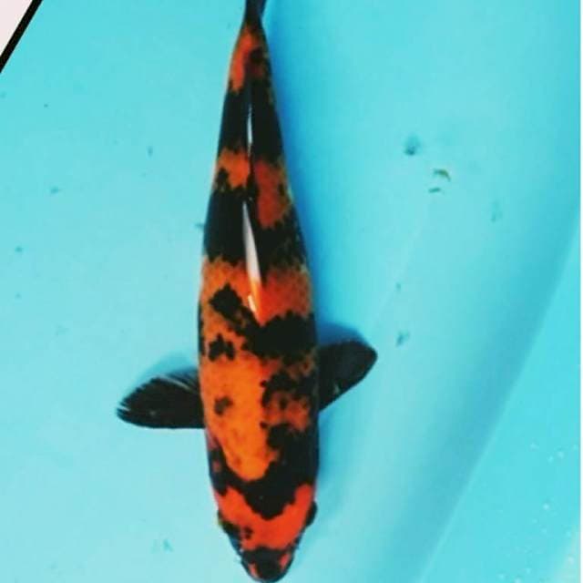 Hi Showa 30 cm