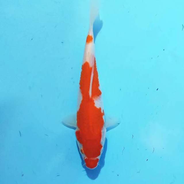 Kohaku 18cm