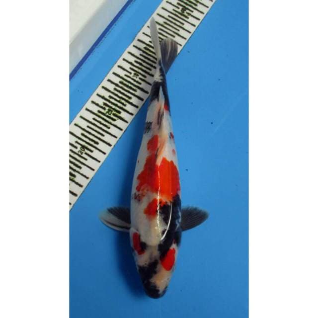 SHOWA 29CM