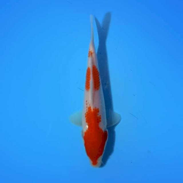 Kohaku 15cm