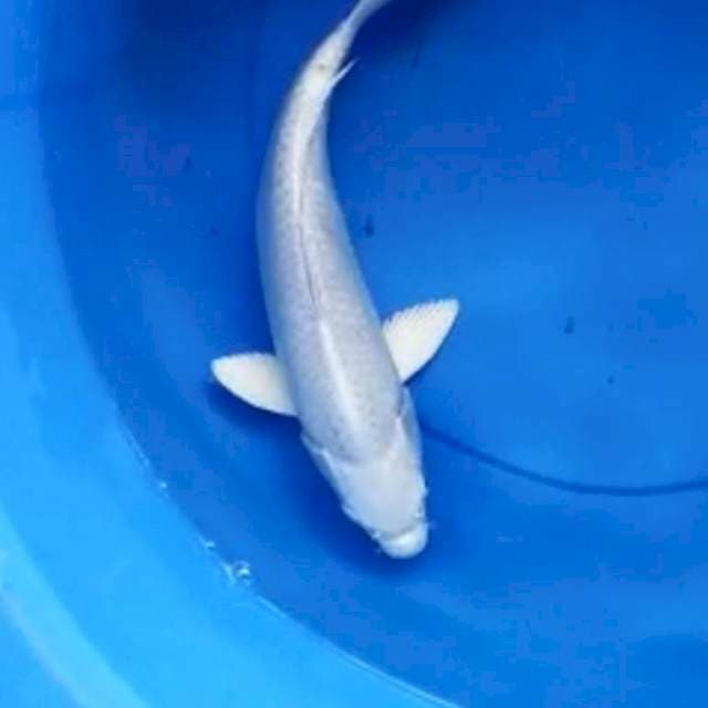 Platinum ogon punuk 32